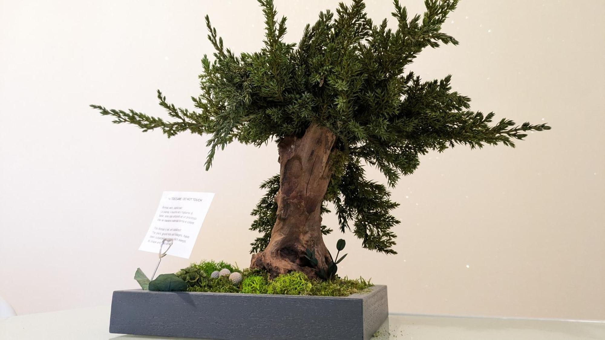 Frühstückspension Bonsai Bed & Breakfast *
